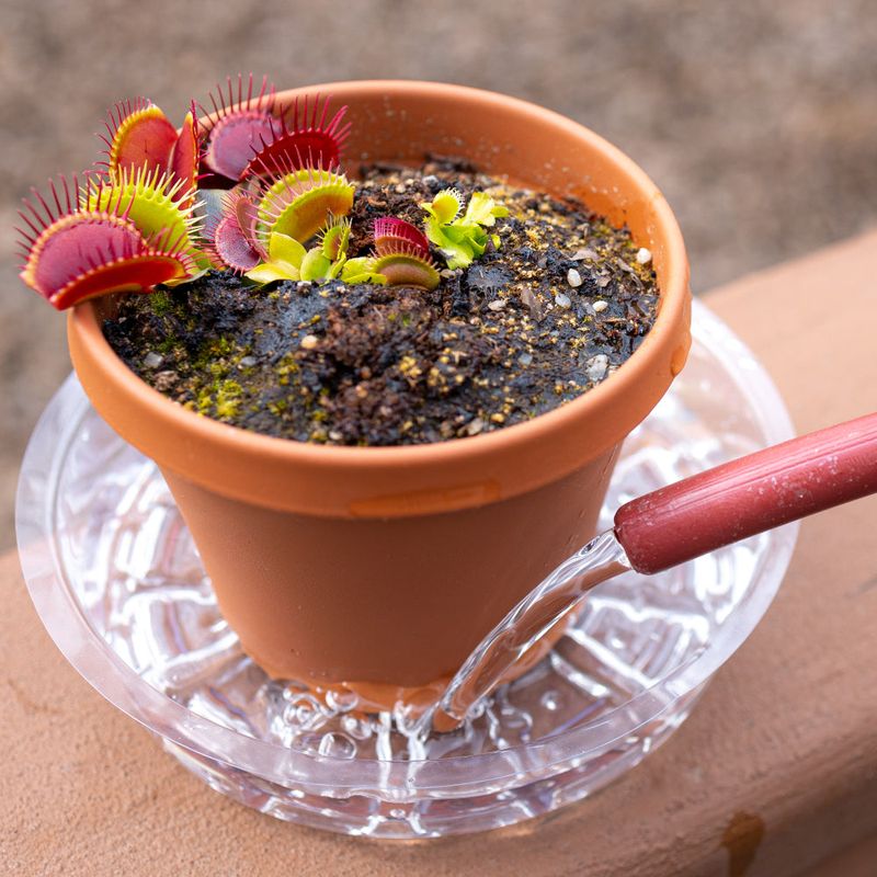 Keep The Soil Damp But Not Soggy