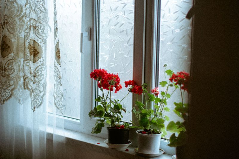 Keep Them Growing As Houseplants Keep Them Growing As Houseplants