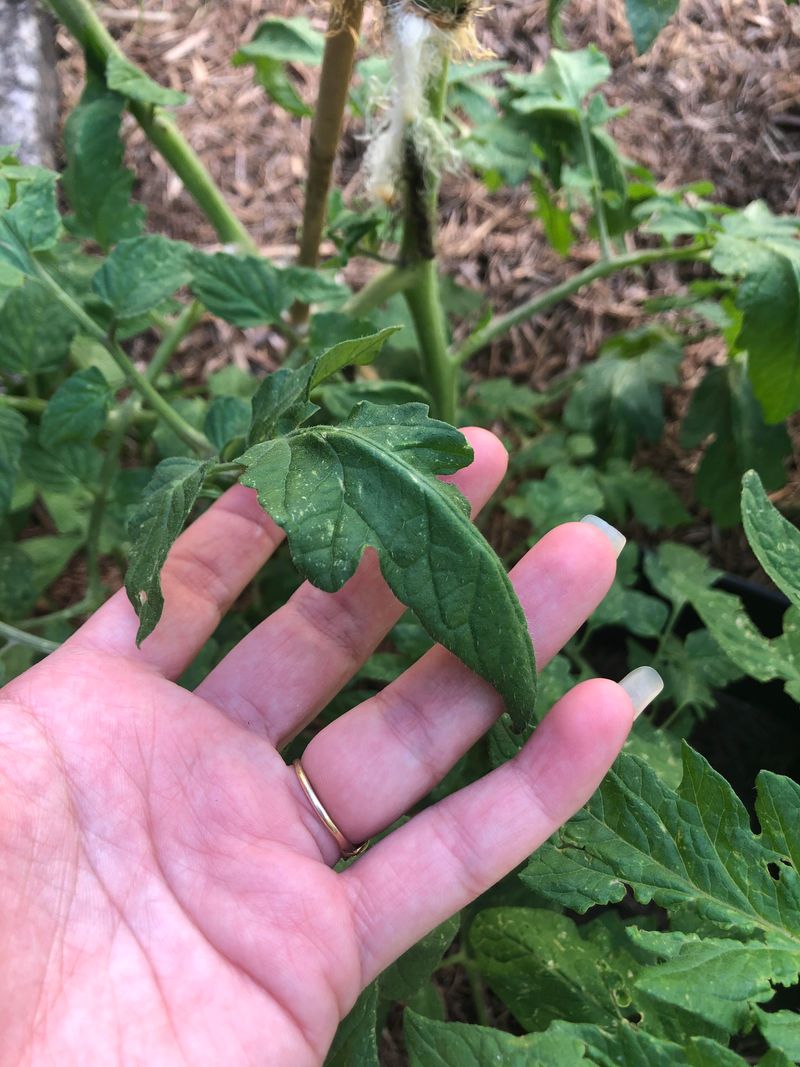 Keep Them Out Of Gardens With Sensitive Plants