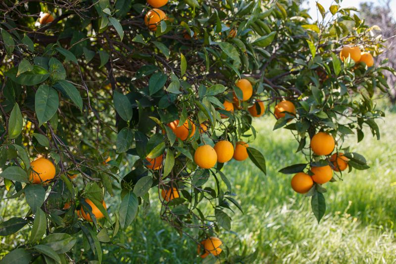 Keep Trees Watered Steadily During Dry Spells