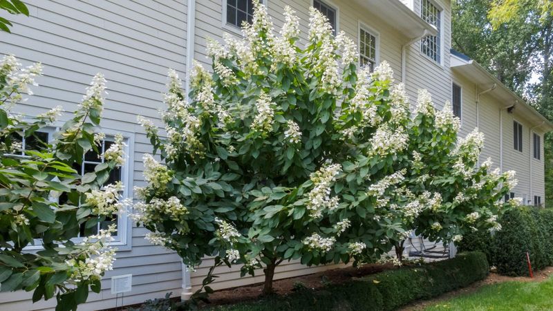 Keep Trimming Panicle And Smooth Types A Bit Longer