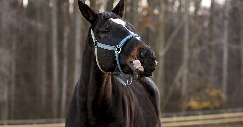 Keep Walnut Chips Out Of Horse Bedding Keep Walnut Chips Out Of Horse Bedding