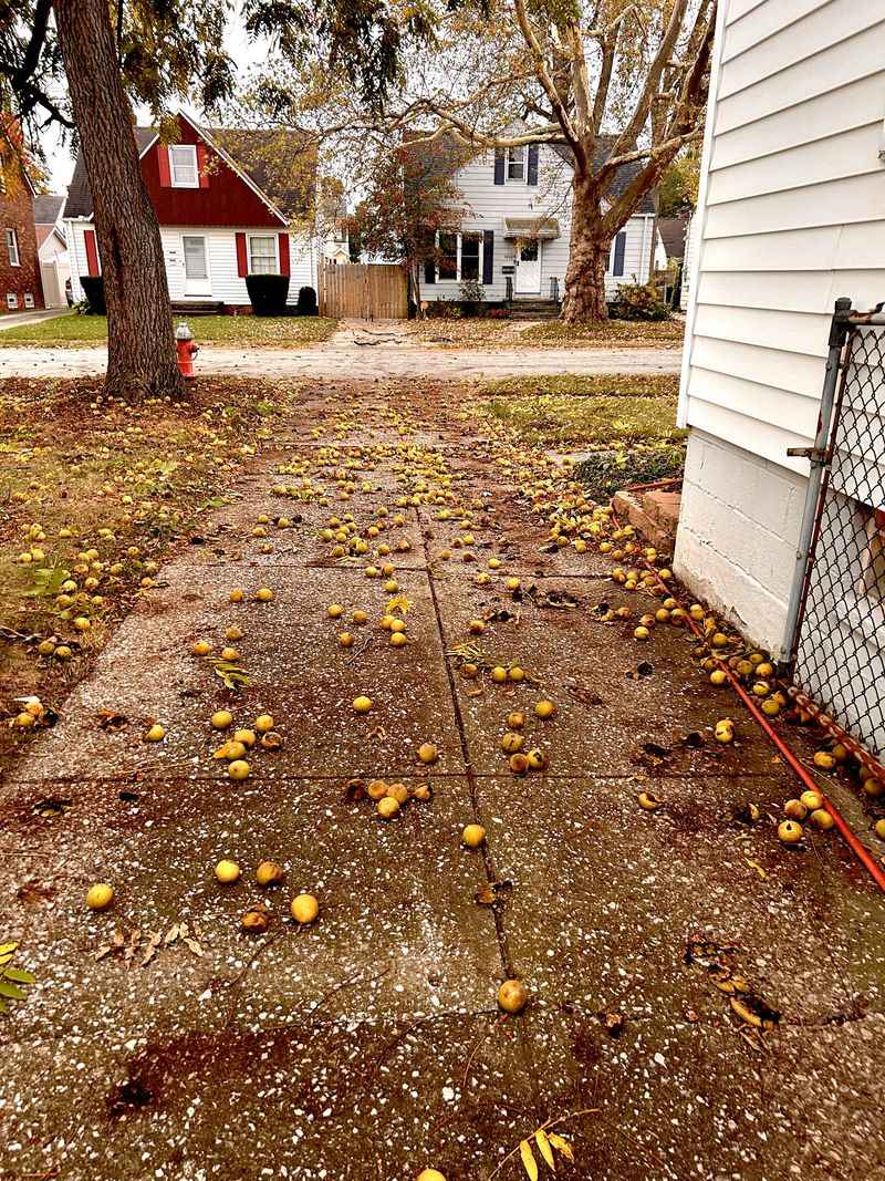 Keep Walnuts Off The Driveway And Patio Keep Walnuts Off The Driveway And Patio
