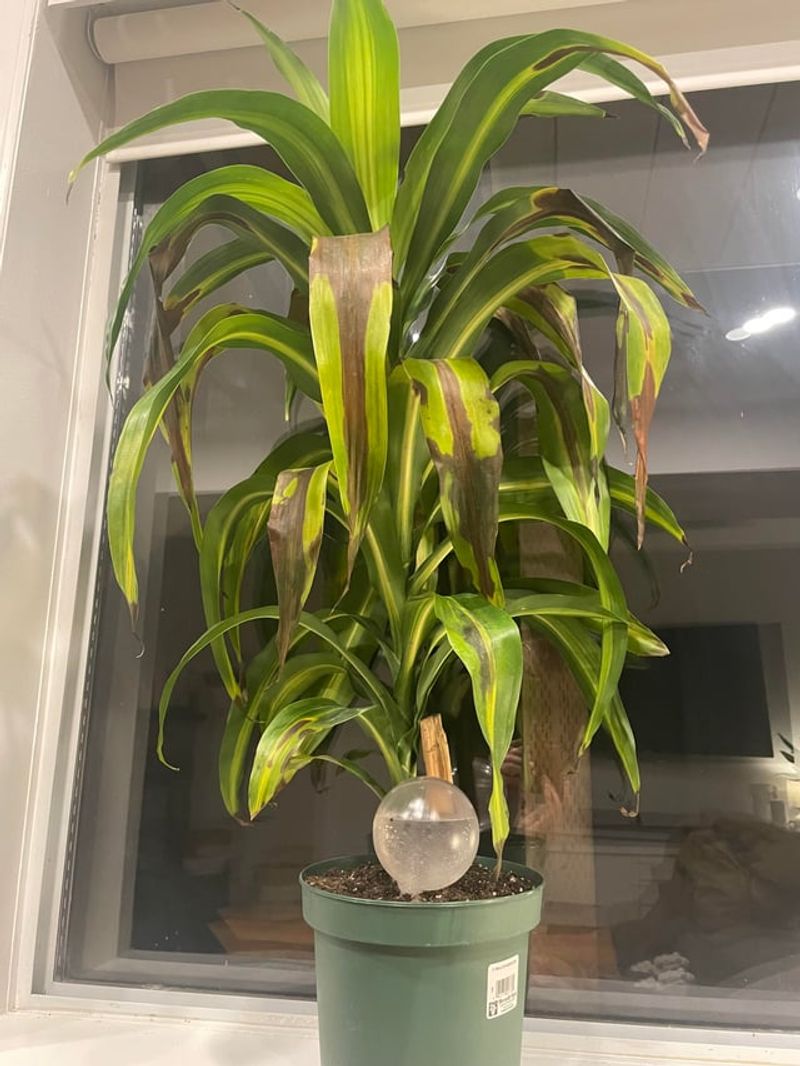 Keep Watering Globes Away From Cold Drafty Windows