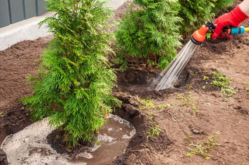 Keep Watering In Winter During Dry Spells