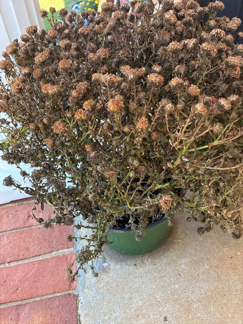 Keep Watering Until The Ground Freezes