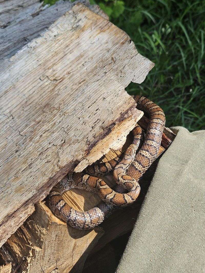 Keep Woodpiles And Thick Mulch Away From Your Foundation