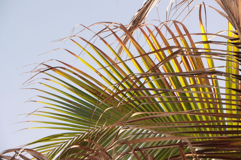Keep Yellowing Fronds On The Palm Keep Yellowing Fronds On The Palm