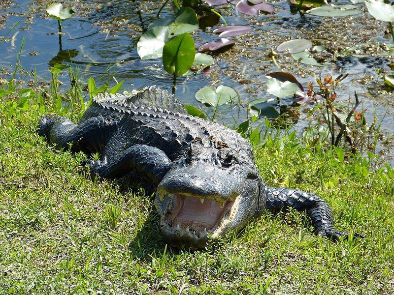 Keep Your Distance And Never Feed Them
