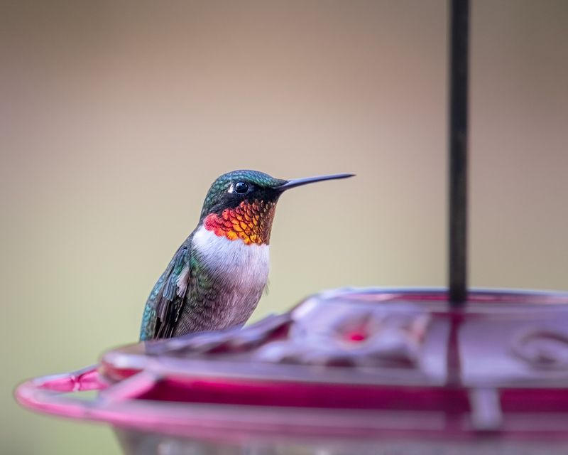 Keep Your Feeder Up For A Few More Weeks