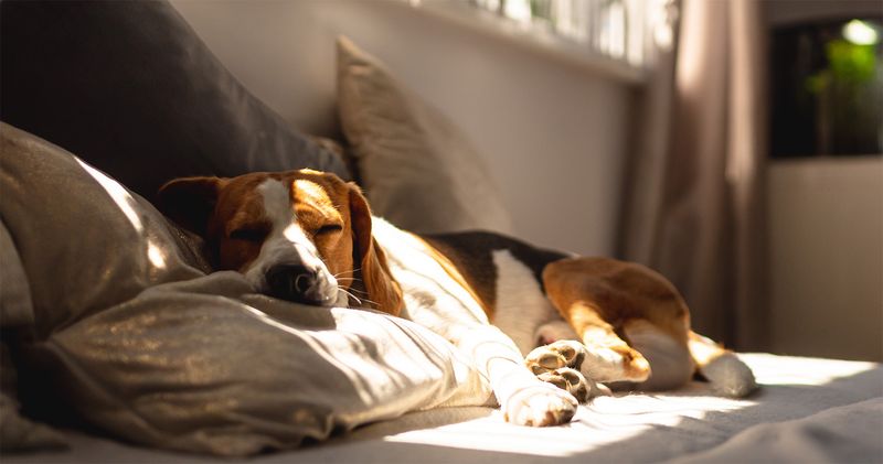 Keep Your Furry Friends Safe Inside Keep Your Furry Friends Safe Inside