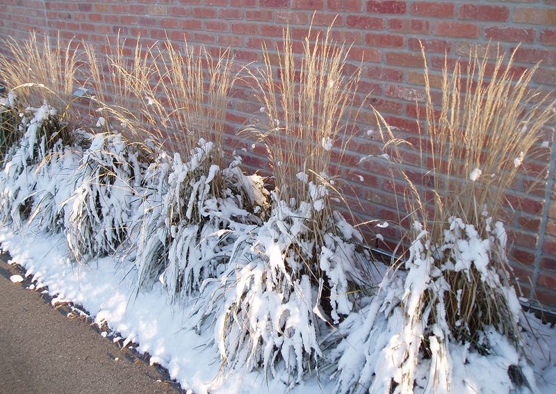 Keep Your Ornamental Grasses Standing Through The Snow