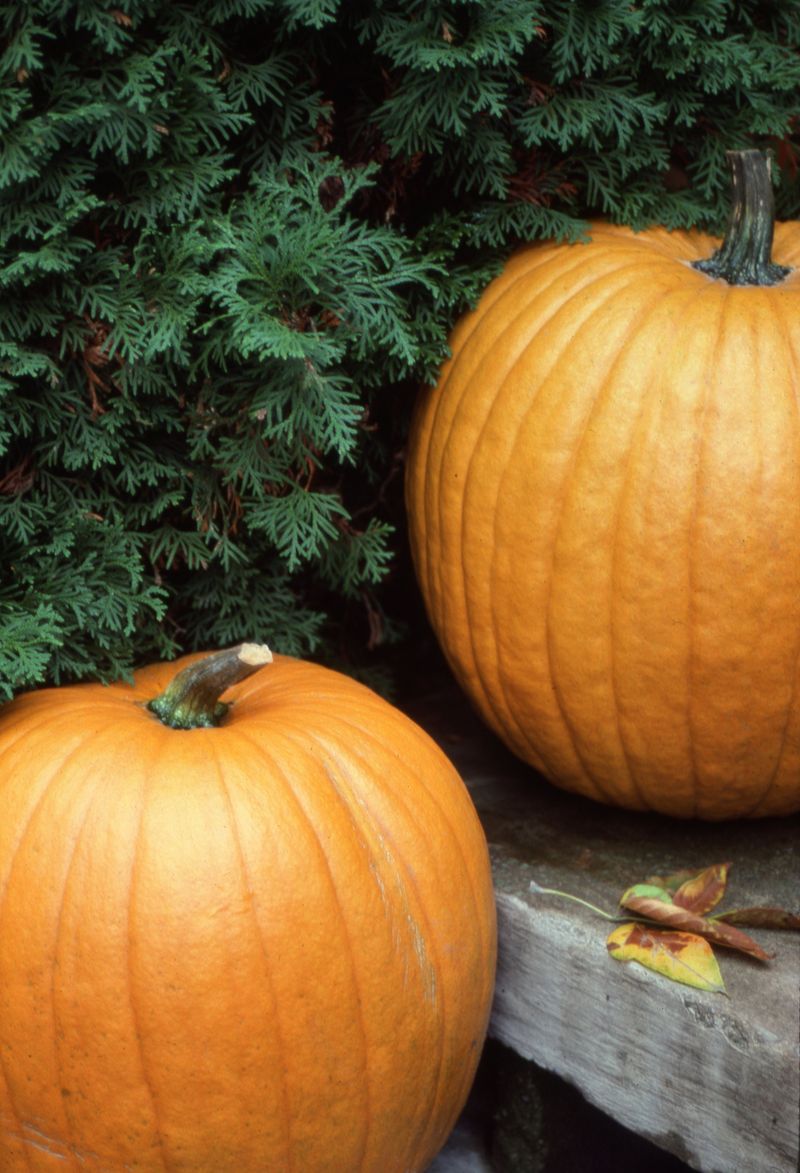 Keep Your Pumpkin Off The Cold, Wet Ground