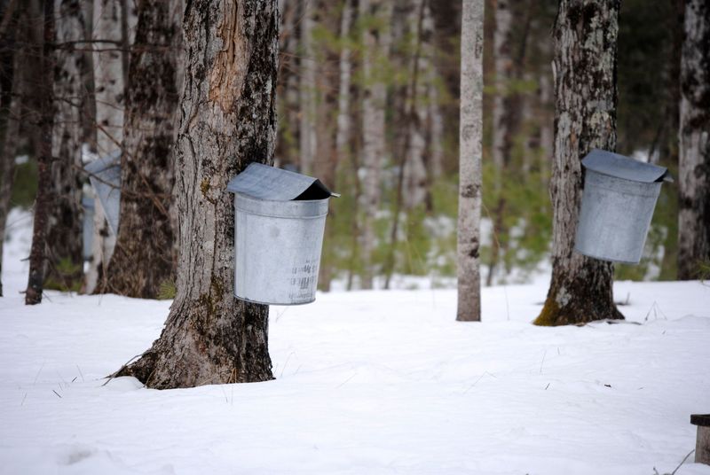 Keep Your Sap Colder Than A Snowbank Keep Your Sap Colder Than A Snowbank