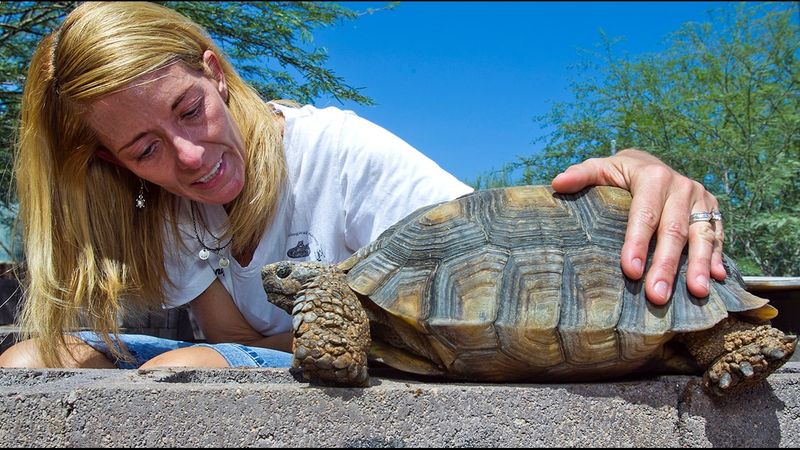 Keep captive tortoises out of the wild