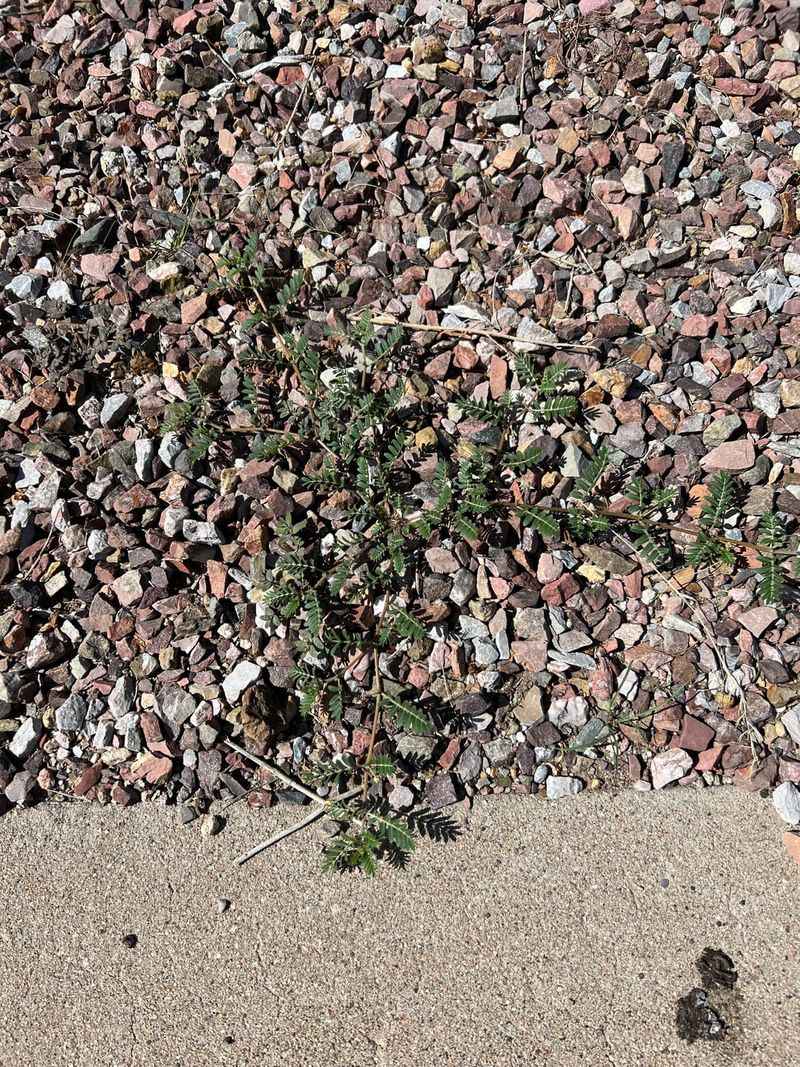 Keep checking for new plants and burrs