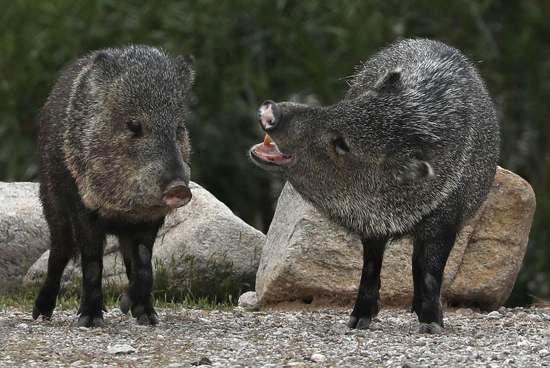 Keep dogs back and give javelina room