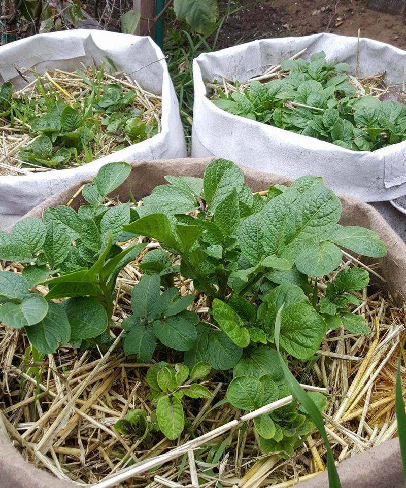 Keep the mix moist and the tubers covered Keep the mix moist and the tubers covered