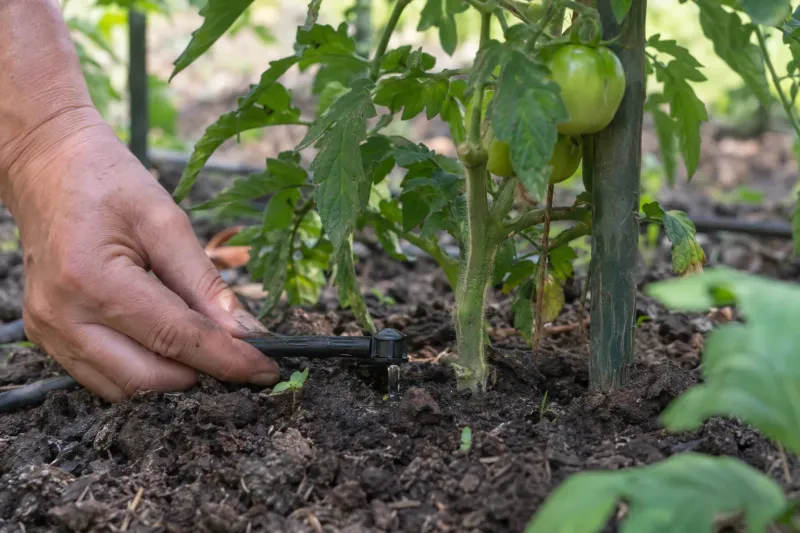 Keep the root zone moist