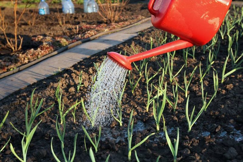 Keep the soil moist without following a rigid schedule