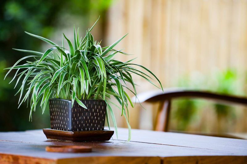 Keep the spider plant healthy indoors