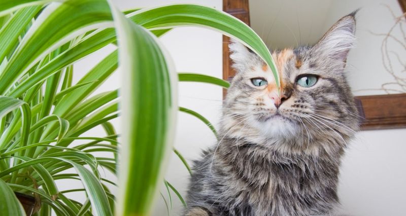 Keep unknown seeds away from children and pets Keep unknown seeds away from children and pets