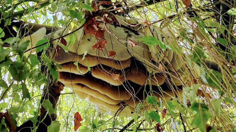 Keep wild honeybee colonies at a safe distance