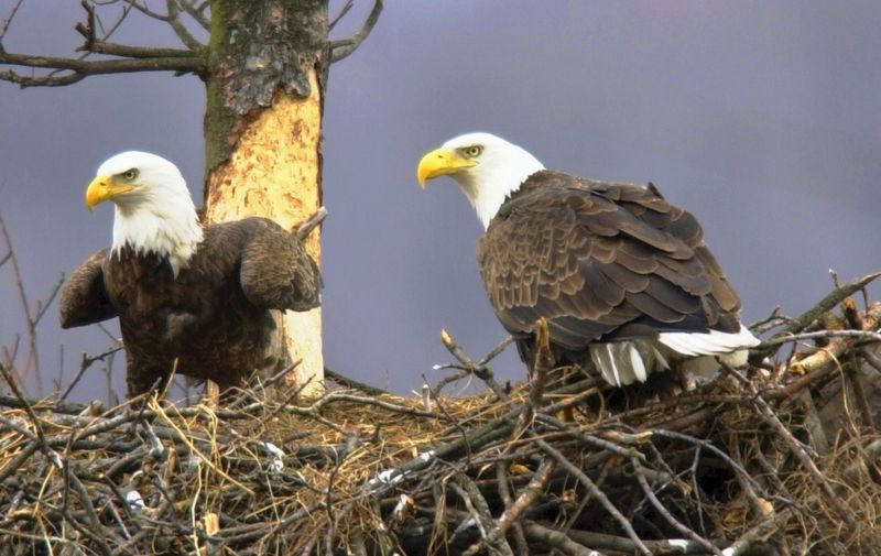Keeping A Safe Distance From Eagle Nests Helps Prevent Disturbance
