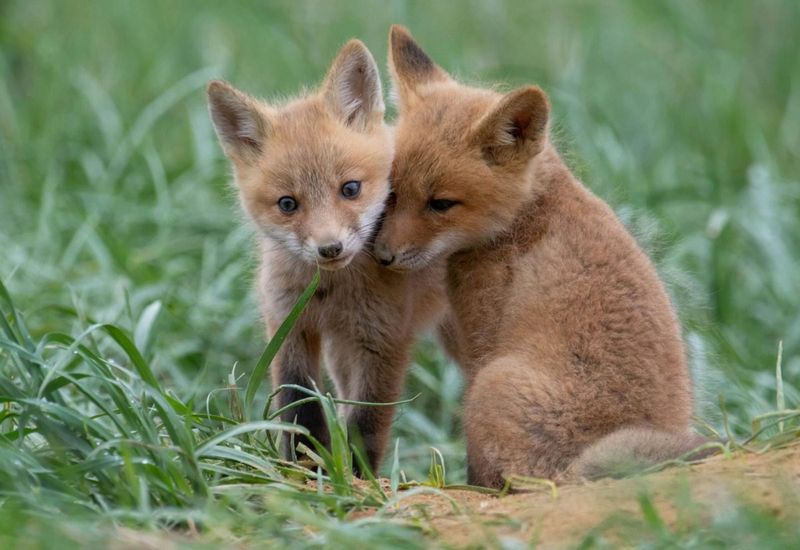 Keeping Any Wild Animal As A Pet Is Illegal In Virginia