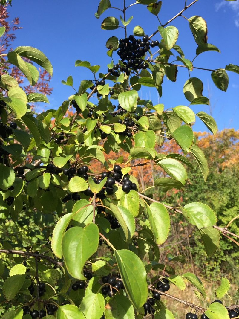 Keeping Buckthorn Out Of Michigan For Good