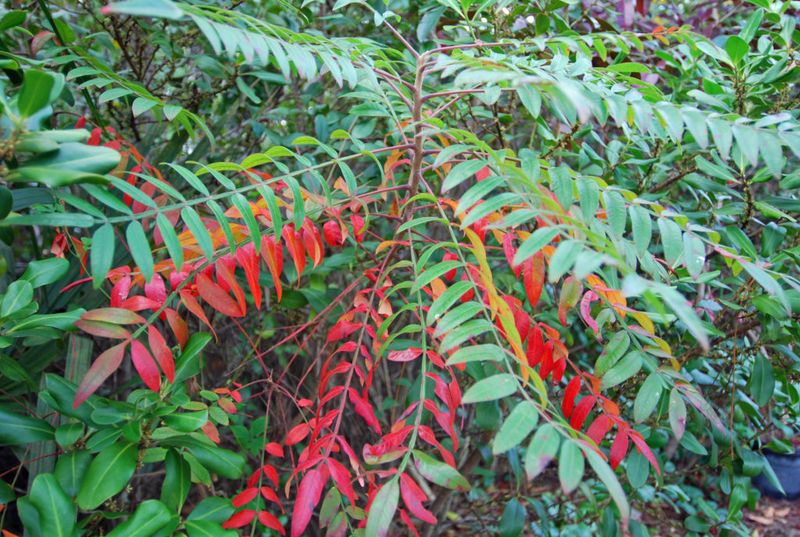 Keeping Florida Sumac Tidy And Under Control