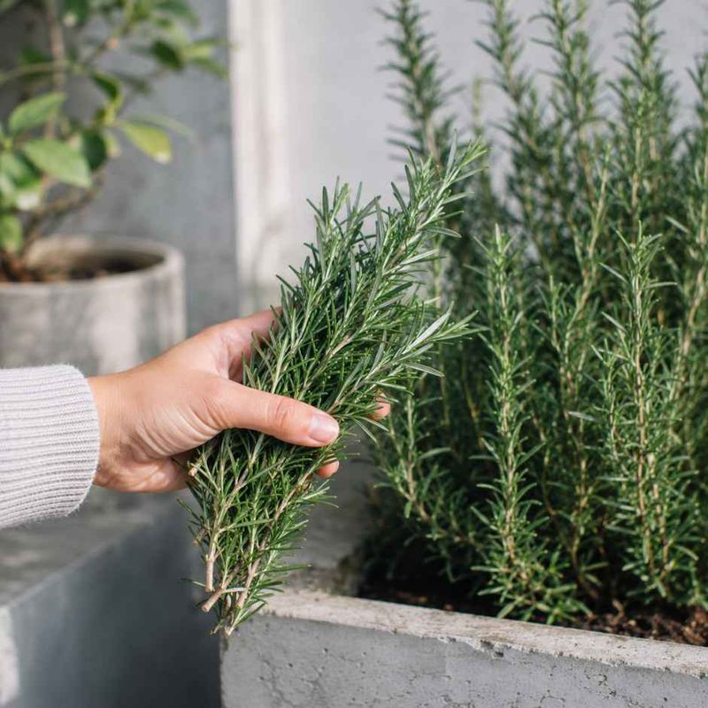 Keeping It Near The Door Makes Kitchen Harvests Convenient Keeping It Near The Door Makes Kitchen Harvests Convenient