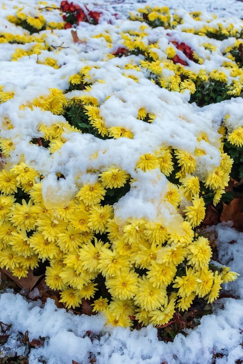 Keeping Mums Alive Through Winter