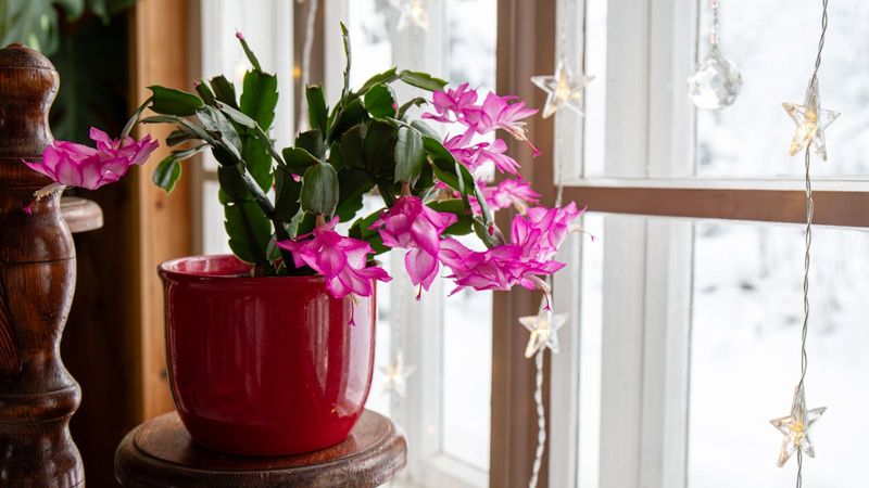 Keeping Plants Cool And Bright Helps Blooms Last Longer Keeping Plants Cool And Bright Helps Blooms Last Longer