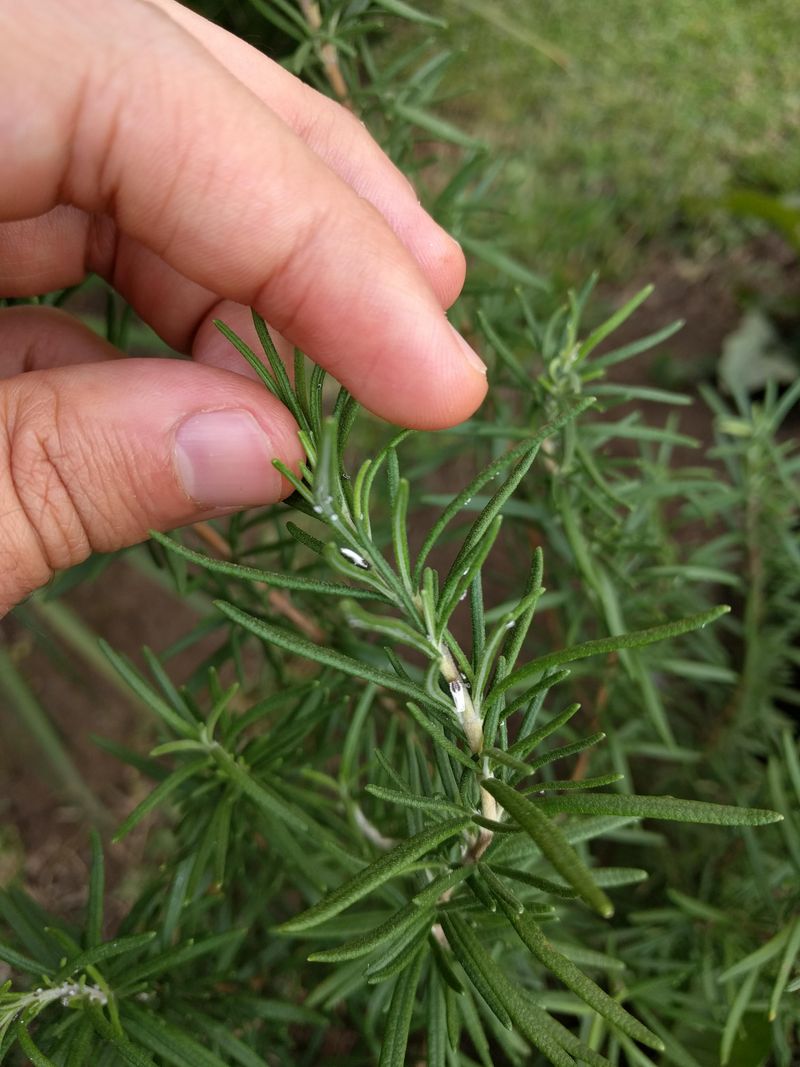Keeping Rosemary Healthy Without Much Fuss