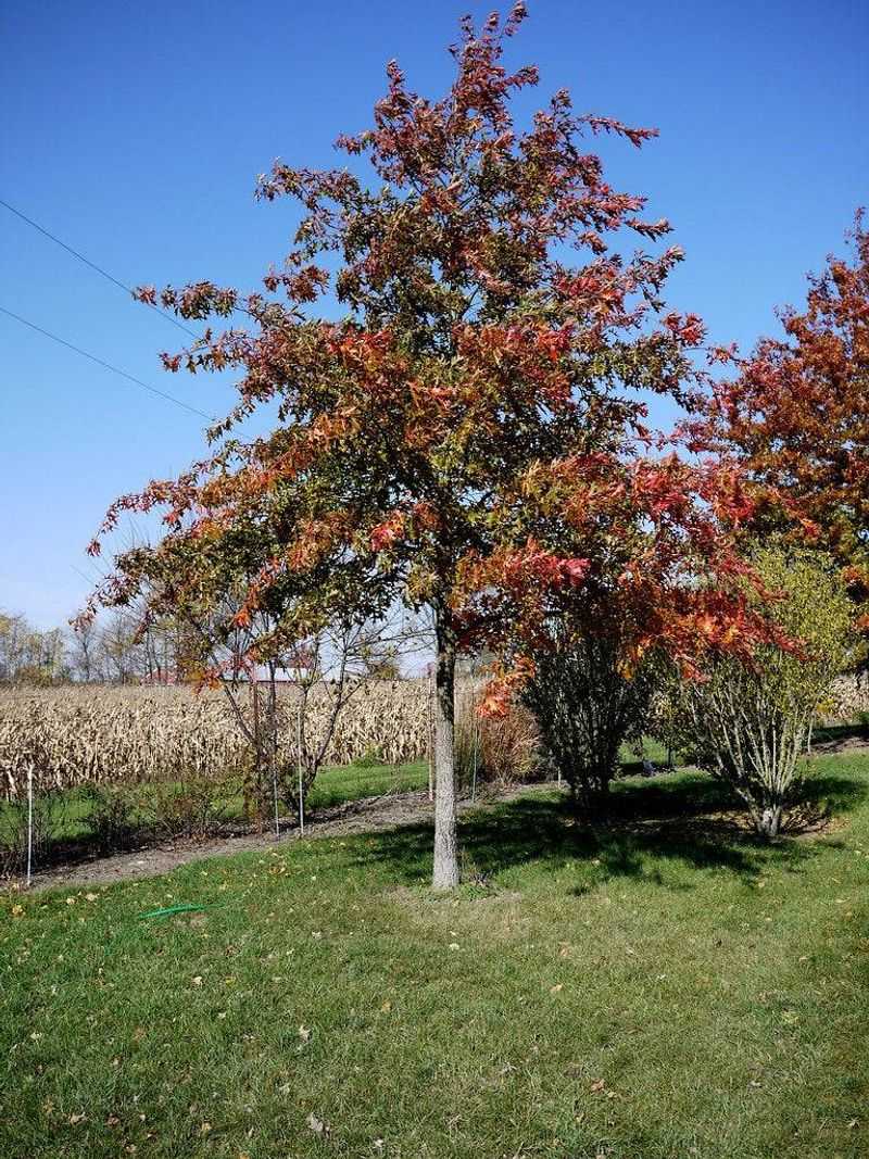 Keeping Your Oak Strong And Healthy