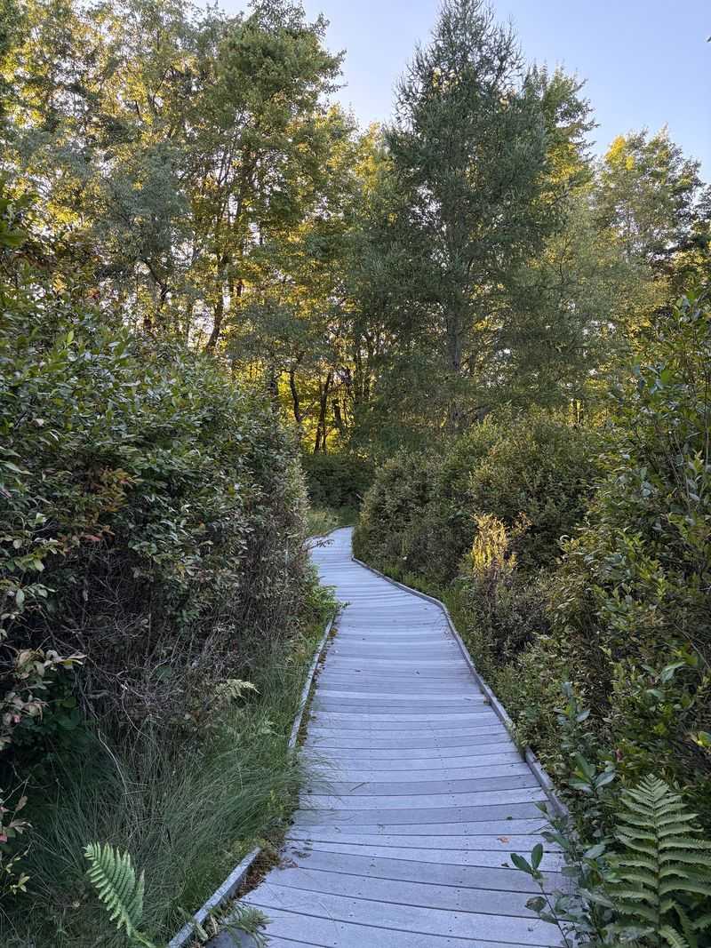 Kent Bog, Portage County Kent Bog, Portage County