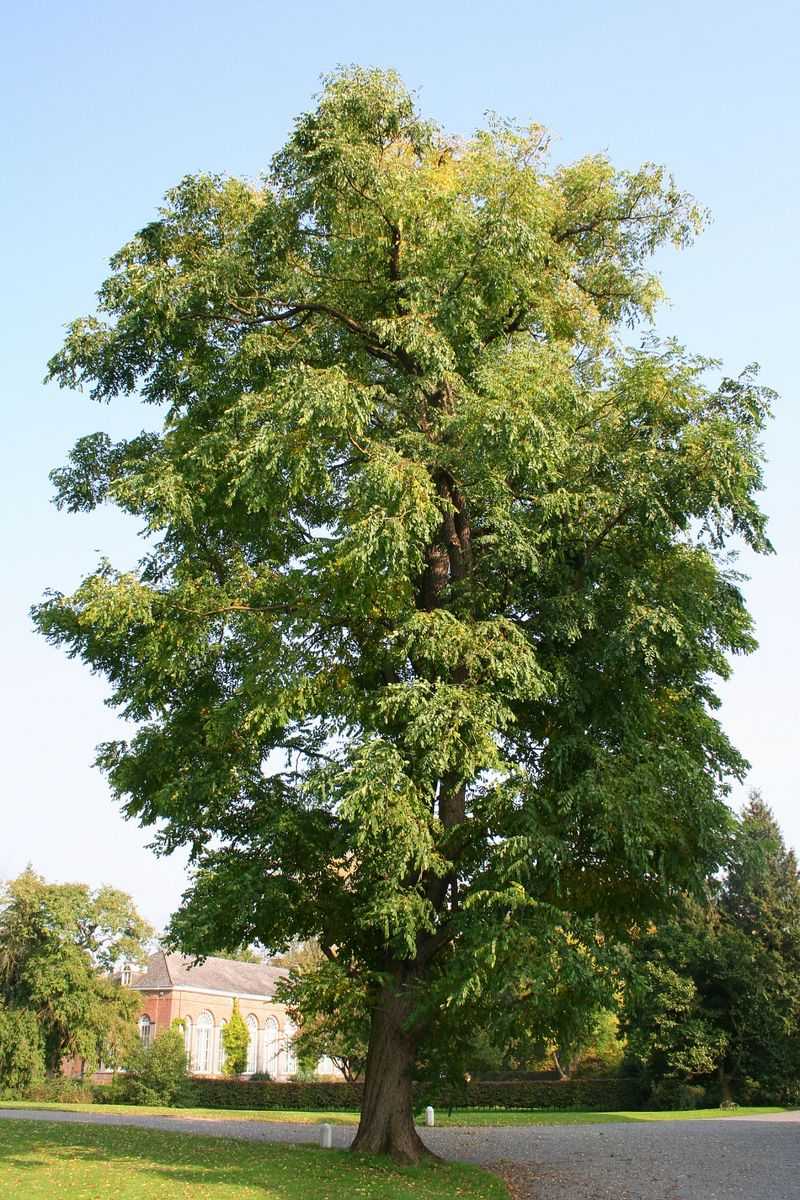 Kentucky Coffeetree And Other Natives Make Smart Ash Replacements Kentucky Coffeetree And Other Natives Make Smart Ash Replacements