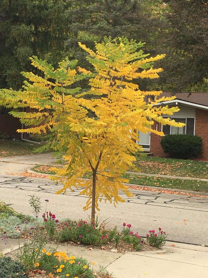 Kentucky Coffeetree For A Bold, Low-Maintenance Look Kentucky Coffeetree For A Bold, Low-Maintenance Look
