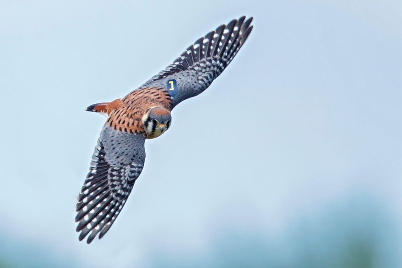 Kestrel Numbers Have Fallen By Nearly Half