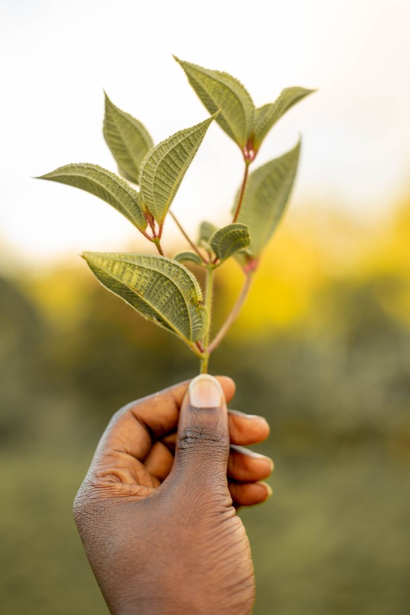 Khat Bushes Of East Africa Khat Bushes Of East Africa