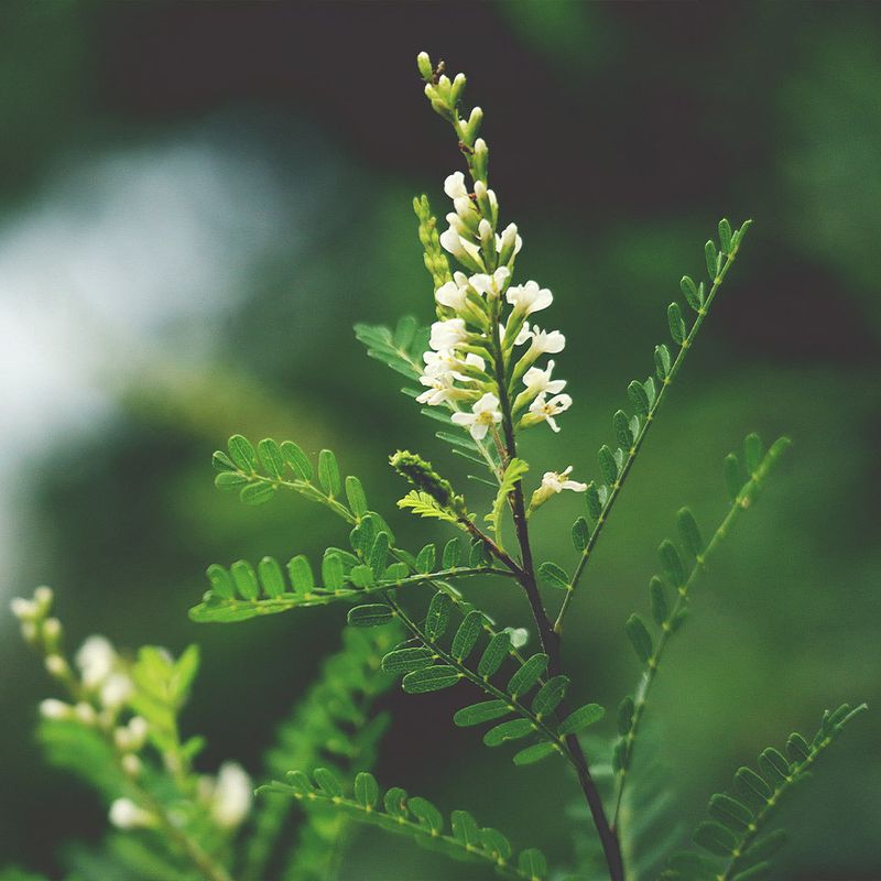 Kidneywood Smells As Sweet As It Looks