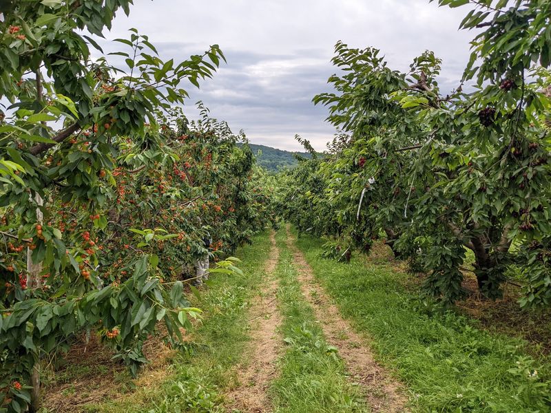 Kids Learn Where Food Really Comes From Here Kids Learn Where Food Really Comes From Here