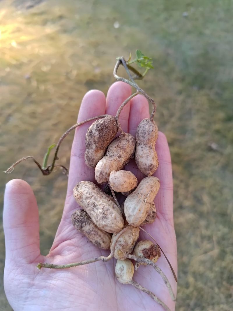 Kids Love Pulling Up The Surprise Harvest