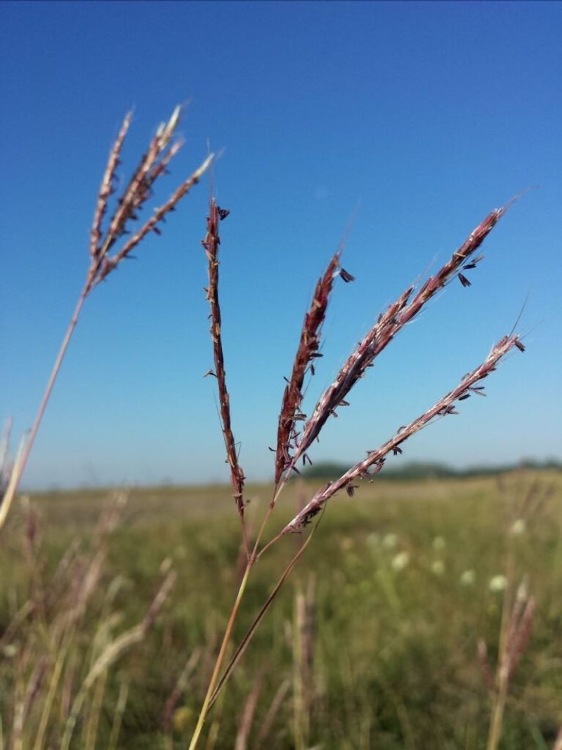 King Ranch Bluestem