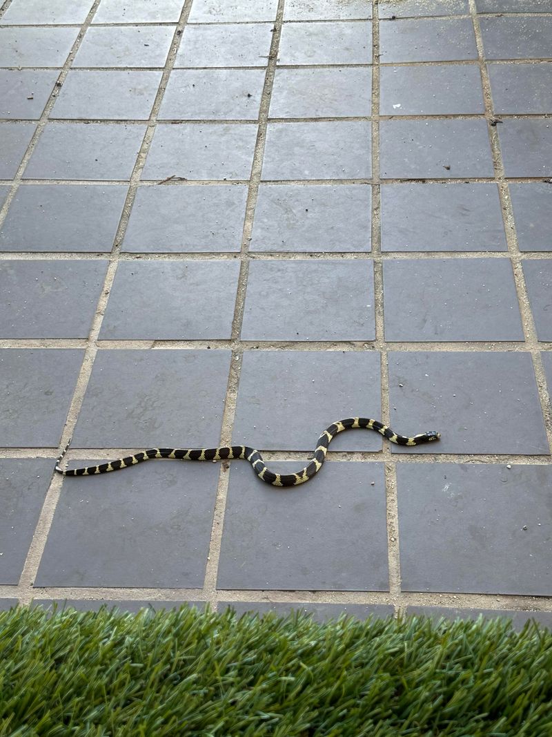 Kingsnakes Are Harmless To People