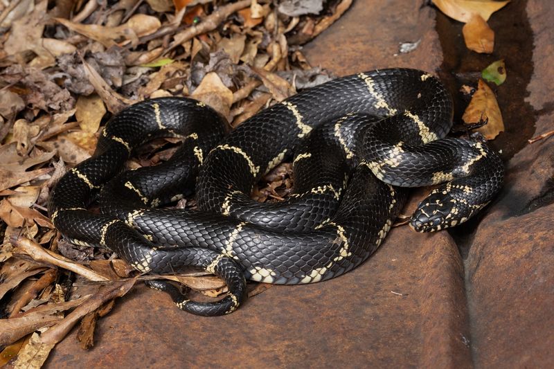Kingsnakes Bring Rodent Control And A Surprising Bonus