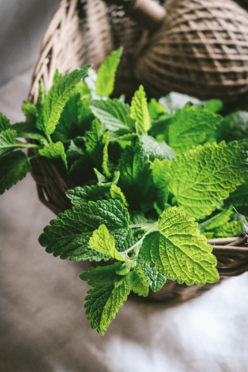 Kitchen Magic From A Herb Patch