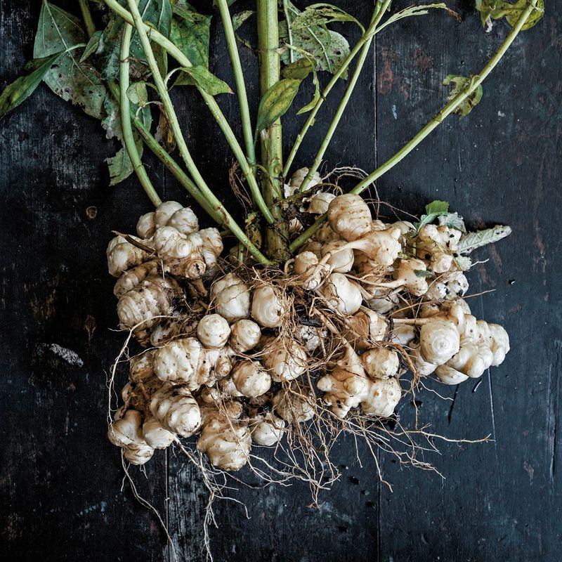 Knobby Sunchoke Tubers Thrive In Garden State Soil