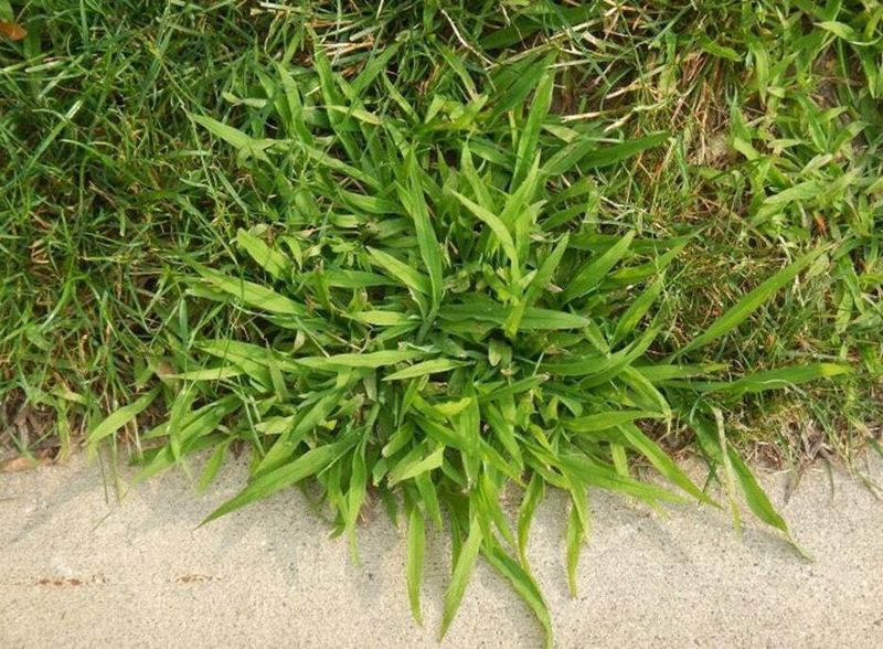 Know How Crabgrass Grows